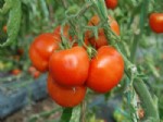Domates Yüzleri Güldürüyor