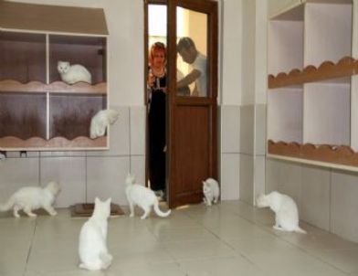 Van Kedi Evi’ne Turist İlgisi