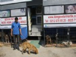 ÇEVRE BAKANLIĞI - Çubuk'ta 'sokak Hayvanlarını Kısırlaştır, Aşılat ve Yaşat' Kampanyası