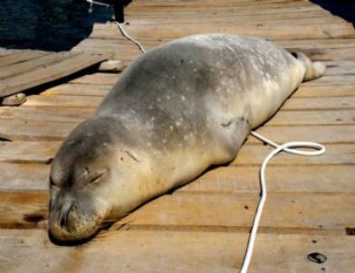 Badem Öksüz Kaldı