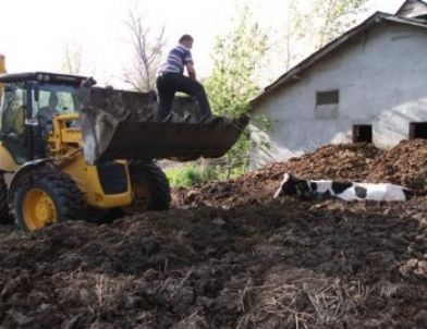 Gübre Çukuruna Saplanan İnek, İş Makinesiyle Kurtarıldı