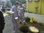 Antalya'da Böcekle Mücadele Devam Ediyor