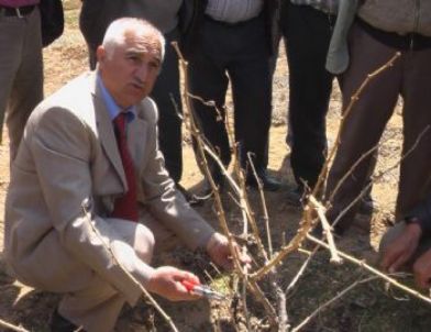Çiftçiye Budama Teknikleri Anlatıldı