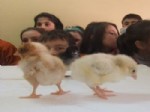 AHMET ERBAŞ - Civcivleri Yumurtadan Çıkarıp Doğaya Bırakıyorlar