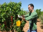 BOZKÖY - Kiraz Üreticisi, Kurt Oluşumuna Sebep Olan Sinekle Biyolojik Mücadele Ediyor