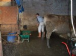 BİYOGAZ - Aydın Damızlık Sığır Yetiştiricileri Birliği’nden Örnek Proje