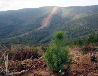 Fıstık Çamı, Orman Köylüsünün Gelirini Üçe Katlayacak