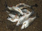 BÜYÜK MENDERES NEHRI - Çine Çayında Balık Katliamı Devam Ediyor