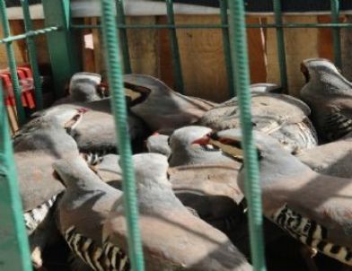 Sivas’ta Keklik Operasyonu