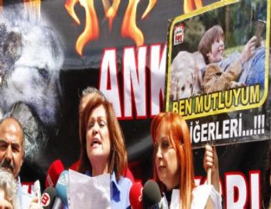 Ankara'da Köpeklerin Yakıldığı İddiası Hayvanseverleri Ayağa Kaldırdı