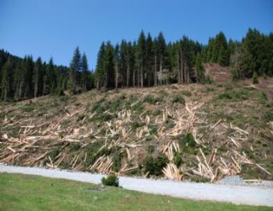 Ordu’da Hes İçin Yüzlerce Ağaç Kesildi