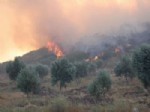 Karacasu’da Koru Ormanı Yangını
