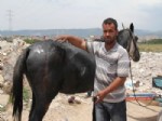 HASAN KAYA - Mersin'de Seyyar Satıcıların Atlarını Diri Diri Yaktılar