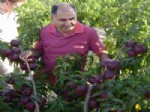 Niğde, Avrupa ve Türkiye’nin Elma Deposu Olmak İçin Yatırımcıyı Bekliyor