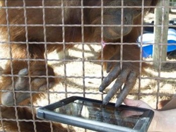 Orangutanlar'da İPad Kullanıyor