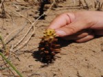 OLIMPOS - 5 Endemik Bitki Türü 'antalya'nın Beşi Bir Yerde' Projesiyle Korumaya Alındı