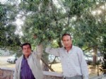 KENAN ÇOBAN - Burhaniye De Zeytinde Bol Ürün Umudu