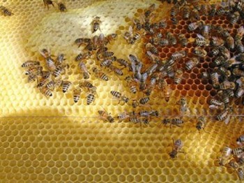 İlköğretim Öğrencisinden Müthiş Buluş