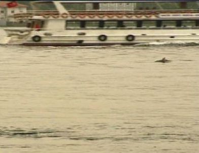 Boğaz'da Yunus Sürprizi