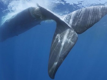 Bu Görüntüler Yürekleri Sızlattı