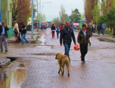Selim’de Sokak Köpekleri Esnafın Korkulu Rüyası Oldu