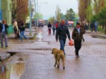 SOKAK KÖPEKLERİ - Selim’de Sokak Köpekleri Esnafın Korkulu Rüyası Oldu