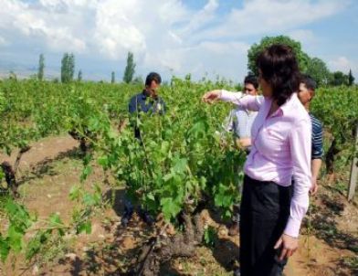 Salihli’de Dolu, Üzüm Bağlarına Zarar Verdi