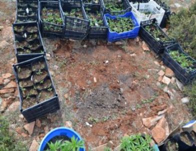 Jandarma Ekiplerinden Kenevir Baskını