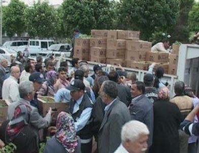 Kocasinan Belediyesi 50 Bin Domates Fidesi Dağıttı