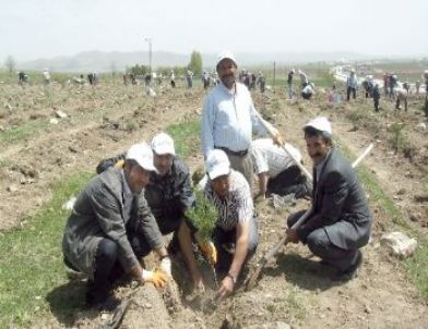 Pasinler'de 4 Bin 500 Fidan Toprakla Buluştu
