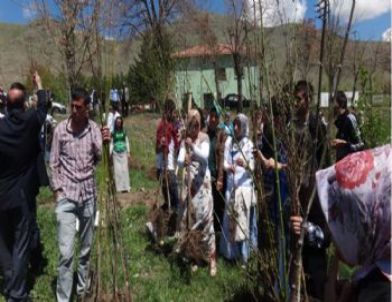 Pasinler Meslek Yüksek Okulu 400 Meyve Fidanı, 1500 Sarıçam Dikti