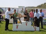 AHMET TANER KıŞLALı - Altınoluk’ta Köpek Irkları Güzellik Yarışması Yapıldı
