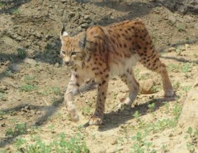 Anadolu’nun Vahşi Kedileri İzmir Doğal Yaşam Parkı'nda