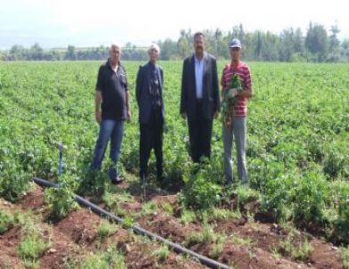 Düziçi'nde Patates Yetiştiriciliği