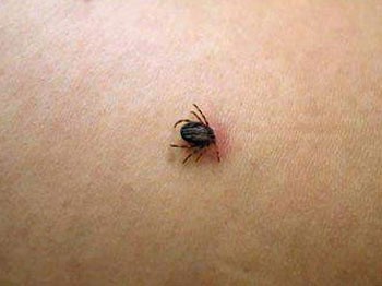 Kastamonu'da Kene Paniği