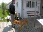 SOKAK HAYVANI - 4 Ayda 1060 Sokak Hayvanı Toplandı