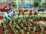 ÜMIT YAŞAR OĞUZCAN - Akdeniz Belediyesi 120 Bin Adet Çiçeğin Dikimine Başladı