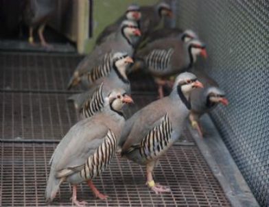 Keneye Karşı Doğal Savaşçılar