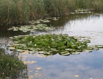 Bakanlıktan Eğirdir Gölü'ne Özel Koruma