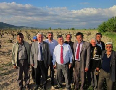 Çal’da Don Üzüm Bağlarını Kuruttu