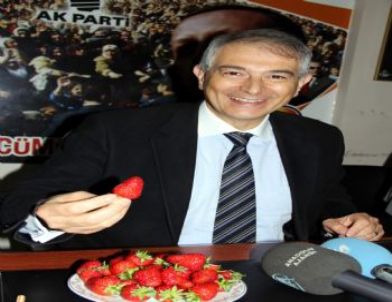 Reha Denemeç'den Bartın Çileğine Övgü