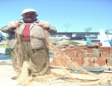 Karadeniz'de Yunusların Aşırı Derece Çoğalması Balıkçıları Tedirgin Ediyor