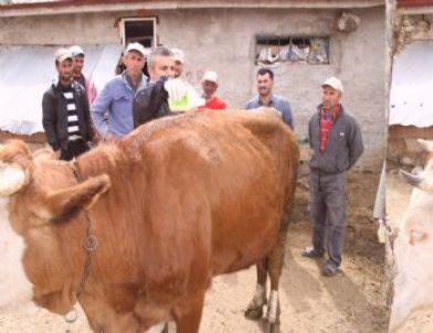 Yozgat'ta Hayvanlar Keneye Karşı İlaçlanıyor