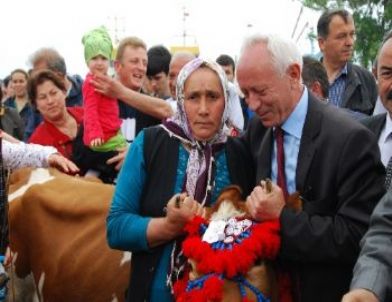 Yayla Göçü İçin Süslenen İnekler, Çok Süt Versin Diye Denizde Yıkandı