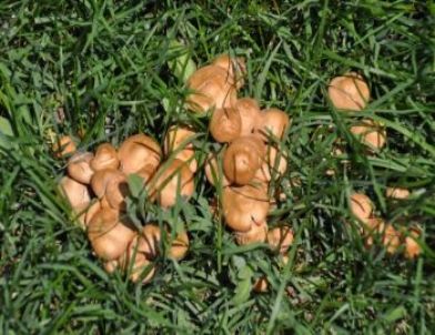 Yozgat’ta Mantar Mevsimi Başladı