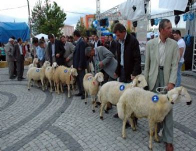 Karaman’da En Güzel Akkaraman Kuzusu Seçildi