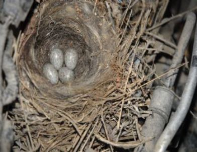 Araç Motorunda Kuş Yuvası