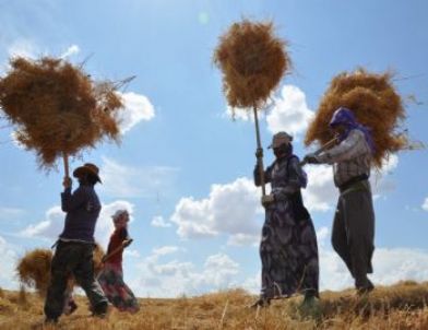 Doğulu Kadınların Tarla Çilesi
