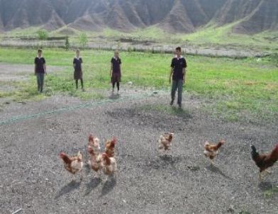 İskilip AÖL Kenelere Karşı Tavukla Mücadele Verecek