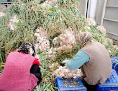 Sarımsak Fiyatları Üreticisini Üzdü